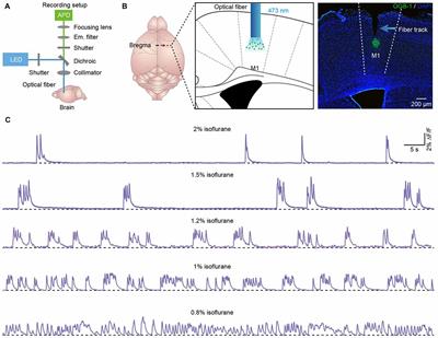 Locomotion-Related Population Cortical Ca2+ Transients in Freely Behaving Mice